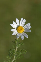 Fototapeta premium A corn chamomile (Anthemis arvensis) flower