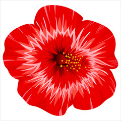 Red hibiscus flower on a white background. Top view. Hand drawn beautiful vector illustration