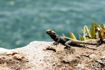 A starred agama (Laudakia stellio) sunbathing on a sea side rock 