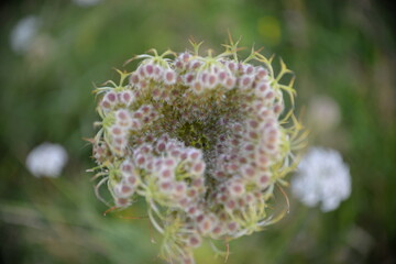 Rustikale Ästhetik-Natürliche Pflanzenstruktur mit Bokeh-Hintergrund