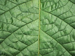 A beautiful close-up of an exotic green leaf in the middle of the jungle. Background image for a nature-themed work