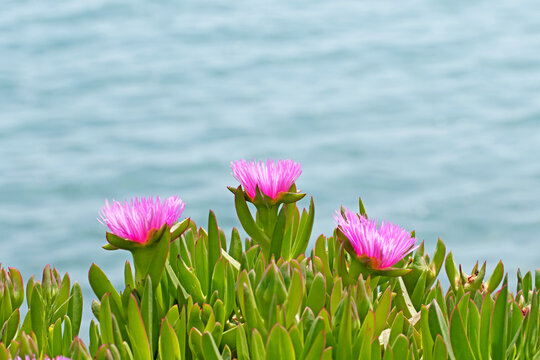 Flowers of the sour fig (Carpobrotus acinaciformis) is a robust and fast growing creeping, mat-forming succulent that grow year round, usually in coastal areas