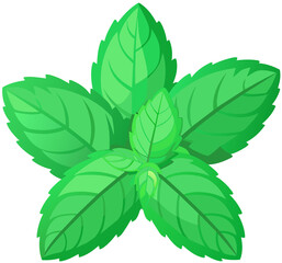 mint leaves isolated on white background