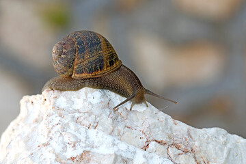 A snail on the stone in a garden in april
