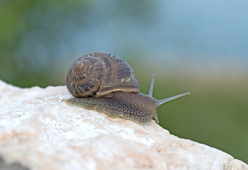 A snail on the stone in a garden in april