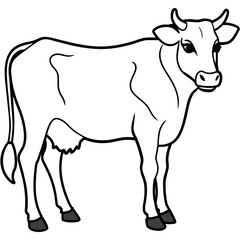   cat vector illustration.
