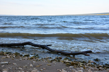 a fallen tree lies on the beach in front of the ocean  