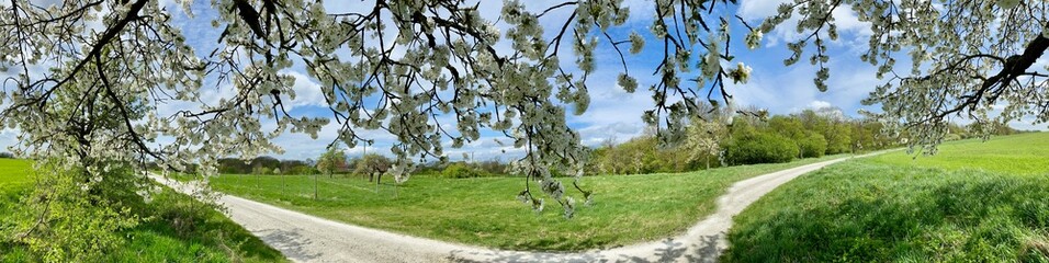 Obstblüte bei Großlohra