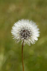 Fototapeta premium Hairy seeds of the prickly goldenfleece (Urospermum picroides)