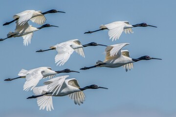 Obraz premium A group of birds flying in formation against a clear blue sky