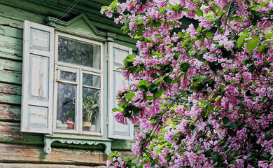 Fototapeta na wymiar Blossoming Lilac Bush by Rustic Wooden House in Spring