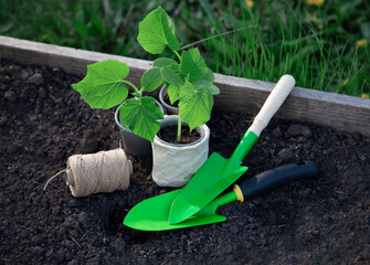 Seedlings Sprouting In Plastic pot and garden tools on flower bad Spring garden work concept.