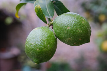 Limones en un jardín