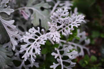 Flor blanca de primavera