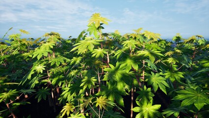 Fototapeta premium 3D Render Cassava Tree Nature Landscape