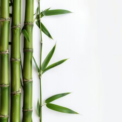 Obraz premium bamboo leaves isolated on white background