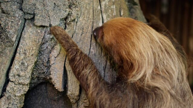 Sloth Animal Walking In On A Tree Trunk