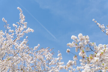 桜・飛行機・飛行機雲
