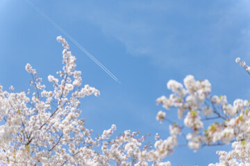 桜・飛行機・飛行機雲