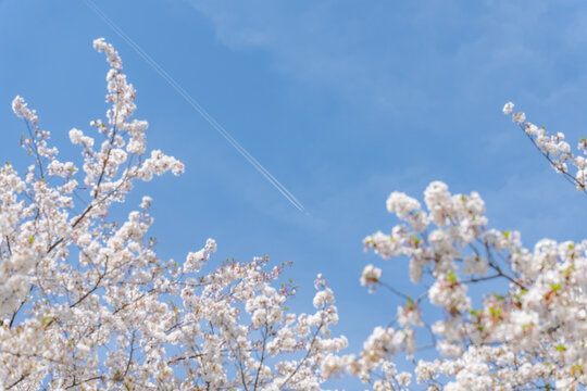 Fototapeta 桜・飛行機・飛行機雲