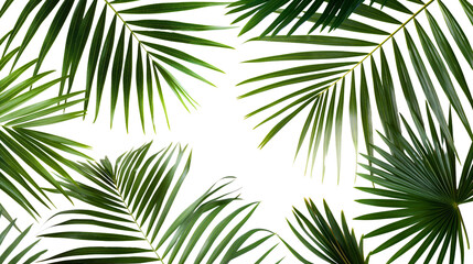 Fototapeta na wymiar Exotic green tropical summer plant palm leaves branch isolated on transparent background