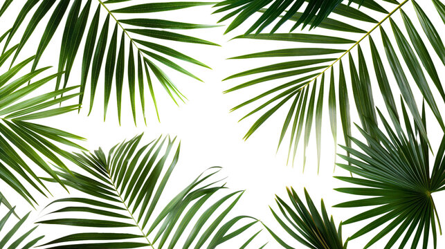 Exotic green tropical summer plant palm leaves branch isolated on transparent background