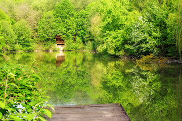 pond in beech woods. nature scenery with trees reflecting on the water surface. summer vacation background - 784601664