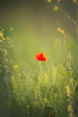 Wild poppy flower on the green field in rural Greece at sunset - 784601813