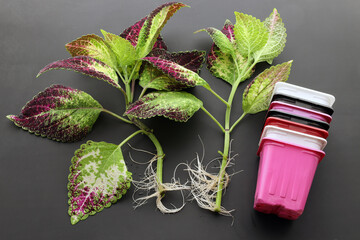 Coleus cuttings with roots and multi-colored plastic cups for planting