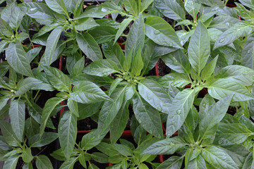 pepper seedlings with buds and water drops after watering the plants