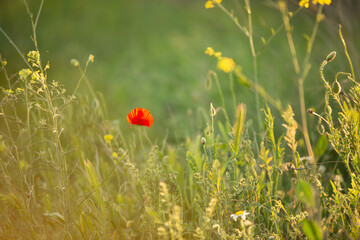 Wild poppy flower on the green field in rural Greece at sunset - 784602063
