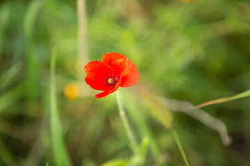 Wild poppy flower on the green field in rural Greece at sunset - 784602456