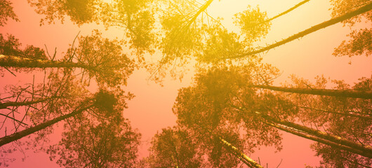 Vintage frame from trees at sunset in spring. Pine forest in evening. Perspective view. Pine trees against purple sky with sun - obrazy, fototapety, plakaty