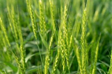 Rolgordijnen 麦畑 © naka