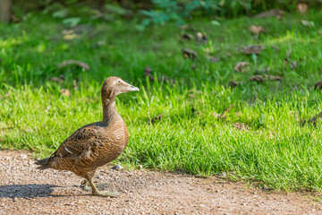 Female Mallard Duck calmly walking along dirt path, green grass in blurred background, brown plumage, sunny day in South Limburg in Netherlands