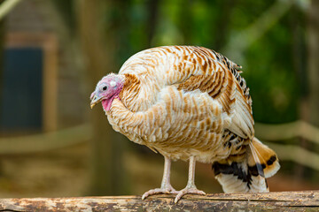 Domestic turkey standing on wooden fence in an agricultural farm, brown and white feathers, bright...