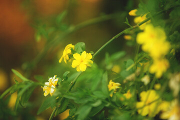 Close-up image of wild yellow jasmine bush at sunset. Beautiful yellow flowers. - 784603205