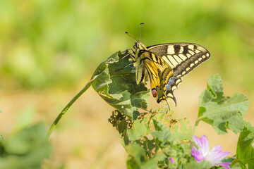 Mariposa macaón (Papilio machaon) sobre hojas verdes