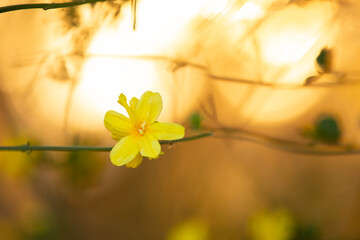 Close-up image of wild yellow jasmine bush at sunset. Beautiful yellow flowers. - 784603466
