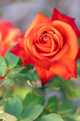 Rosa roja y anaranjada primaveral 