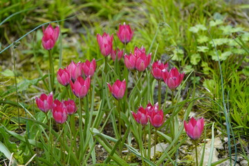 The mountain tulip (Tulipa montana Lindl., syn.: Tulipa wilsoniana Hoog) is a species of plant from...