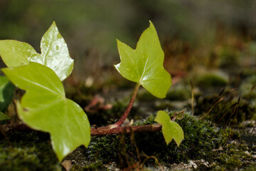 Close-up of small plant surrounded by lichen.