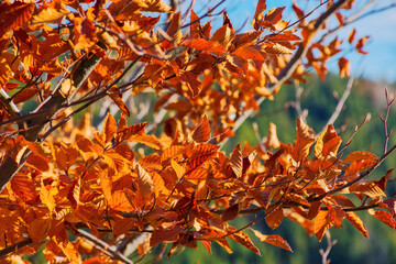 orange foliage on the branch in autumn. beautiful nature background - 784604442