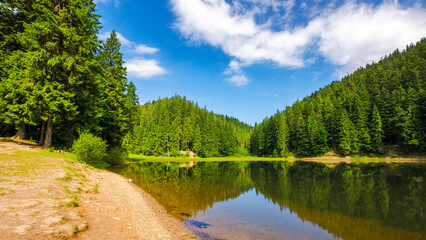 scenery of a synevyr lake in morning light. beautiful summer landscape of carpathian mountains. green environment of national park with coniferous forest beneath a blue sky reflecting in the water - 784604493