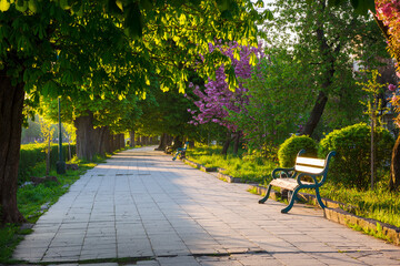 alley with chestnut trees in morning light. bench on the side of a paved footpath. beautiful urban scenery of uzhhorod city in spring - 784604625