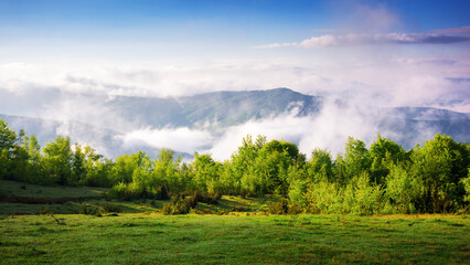 carpathian countryside scenery on a sunny morning in spring. mountainous landscape with forested hills and fog in the distant valley. clouds above the mountains - 784604699