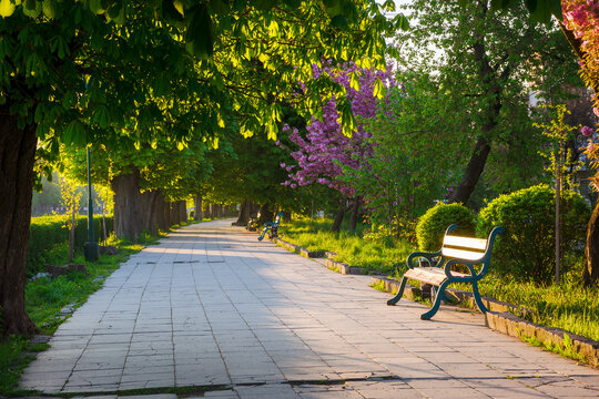 alley with chestnut trees in morning light. bench on the side of a paved footpath. beautiful urban scenery of uzhhorod city in spring