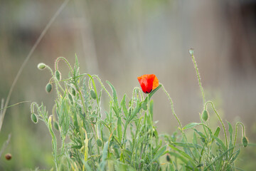 Wild poppy flower on the green field in rural Greece at sunset - 784605015
