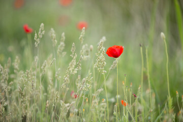 Wild poppy flower on the green field in rural Greece at sunset - 784605420