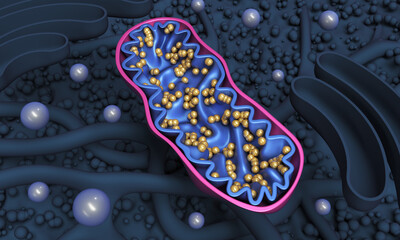 Mitochondria inside a cell. 3d illustration